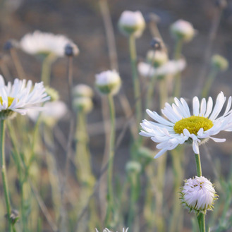 Erigeron filifolius unspecified picture