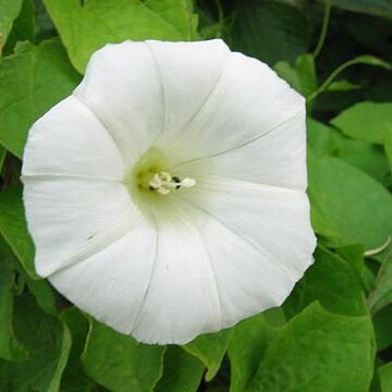 Calystegia unspecified picture