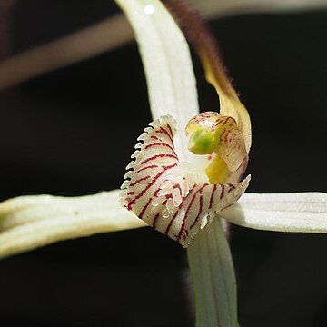 Caladenia exilis subsp. exilis unspecified picture