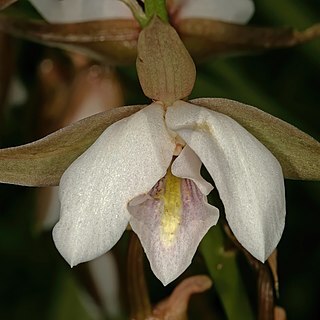 Eulophia ovalis unspecified picture