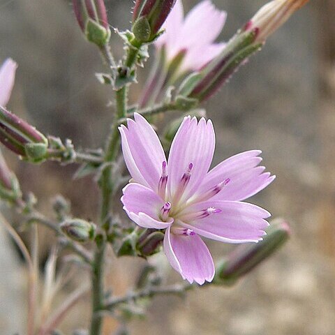 Stephanomeria exigua subsp. exigua unspecified picture