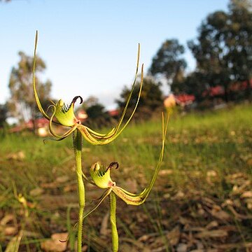 Caladenia attingens subsp. attingens unspecified picture