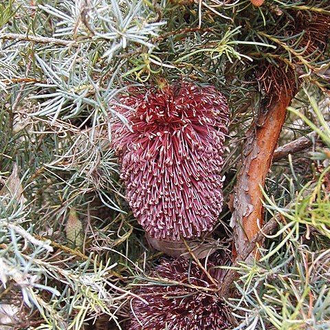 Banksia nutans unspecified picture