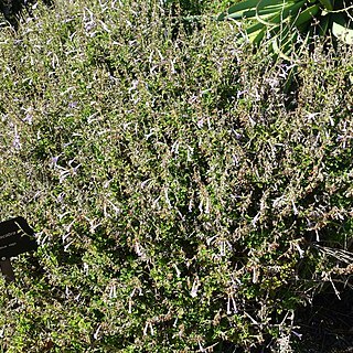 Salvia scabra unspecified picture