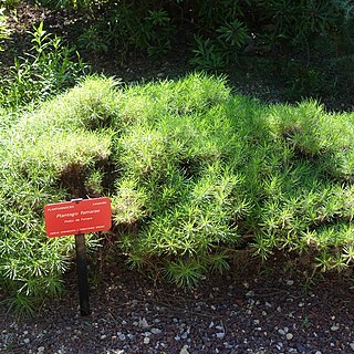 Plantago famarae unspecified picture