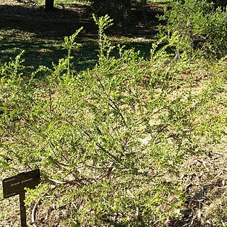 Acacia truncata unspecified picture