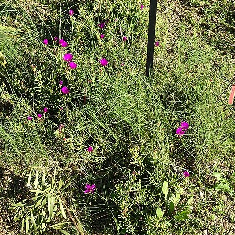 Lampranthus amoenus unspecified picture