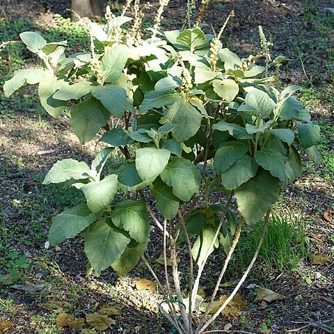 Croton chilensis unspecified picture