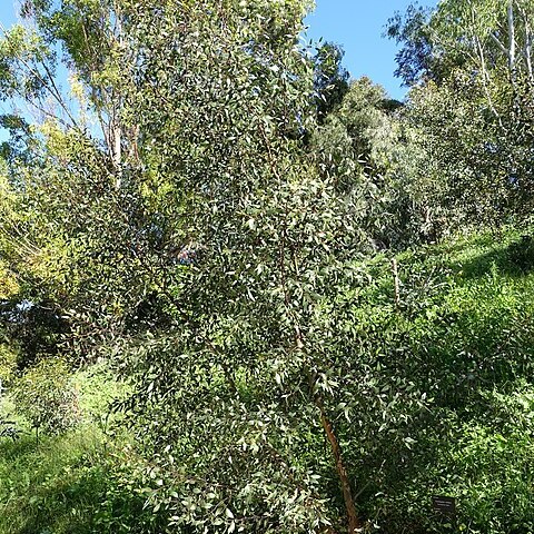 Eucalyptus nutans unspecified picture