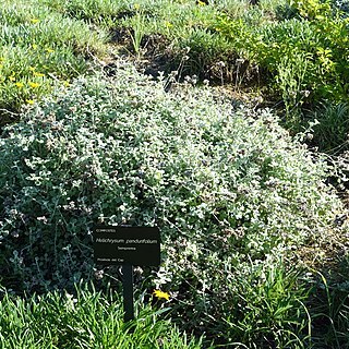 Helichrysum pandurifolium unspecified picture