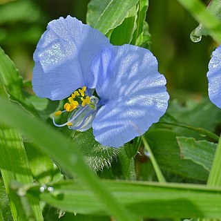 Commelina eckloniana unspecified picture