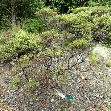 Arctostaphylos bakeri unspecified picture