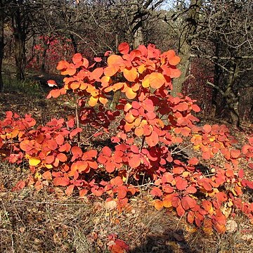 Cotinus unspecified picture