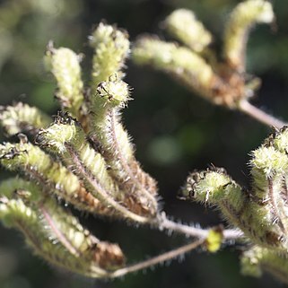 Phacelia nemoralis unspecified picture