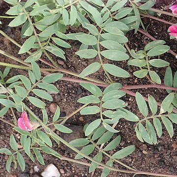 Tephrosia capensis var. capensis unspecified picture