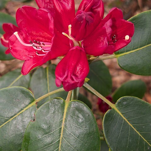 Rhododendron thomsonii unspecified picture