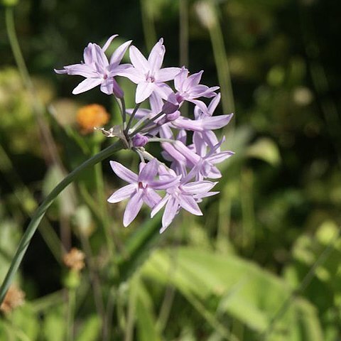 Tulbaghia violacea subsp. violacea unspecified picture