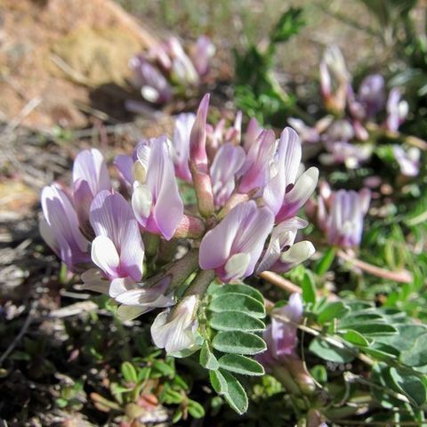 Astragalus iodanthus unspecified picture