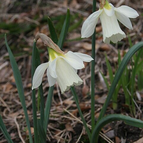 Narcissus pseudonarcissus subsp. moschatus unspecified picture