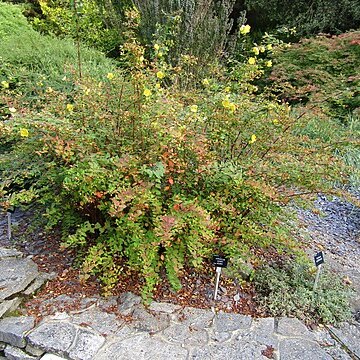 Hypericum henryi unspecified picture