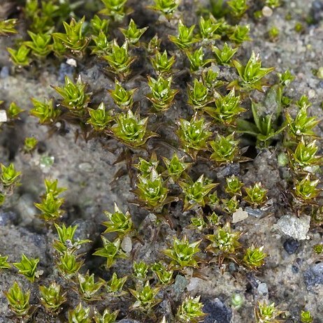 Didymodon brachyphyllus unspecified picture