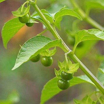 Jaltomata procumbens unspecified picture