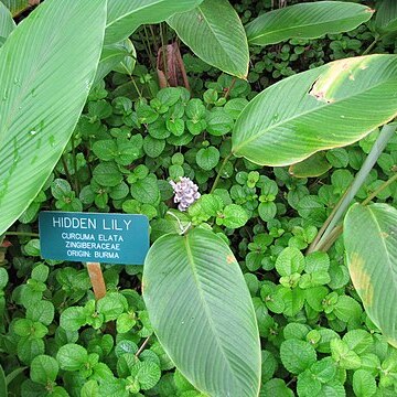 Curcuma elata unspecified picture