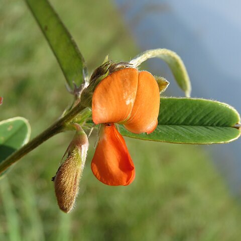 Tephrosia tinctoria unspecified picture