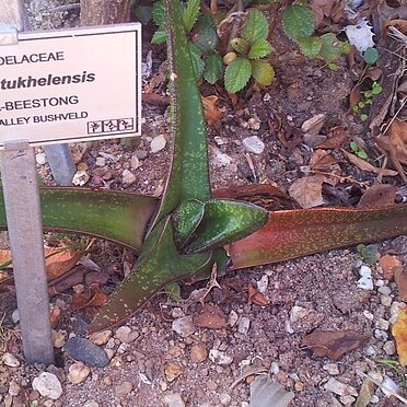 Gasteria tukhelensis unspecified picture