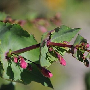 Penstemon pseudospectabilis unspecified picture