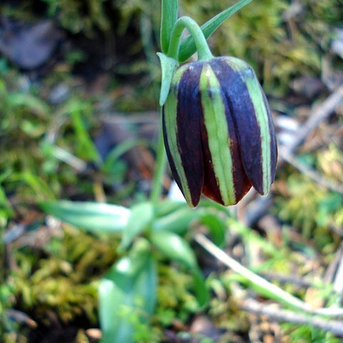 Fritillaria mutabilis unspecified picture