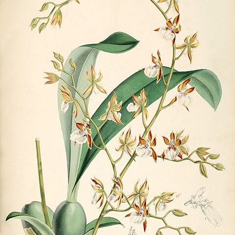 Oncidium cariniferum unspecified picture