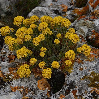 Genista albida unspecified picture