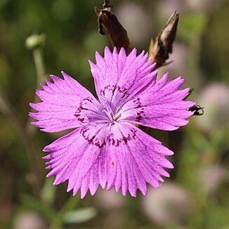 Dianthus campestris unspecified picture