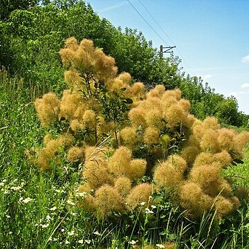 Cotinus unspecified picture