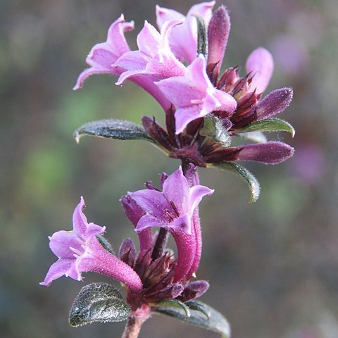 Leptodermis kumaonensis unspecified picture