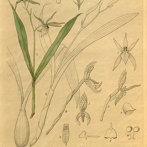 Prosthechea pastoris unspecified picture