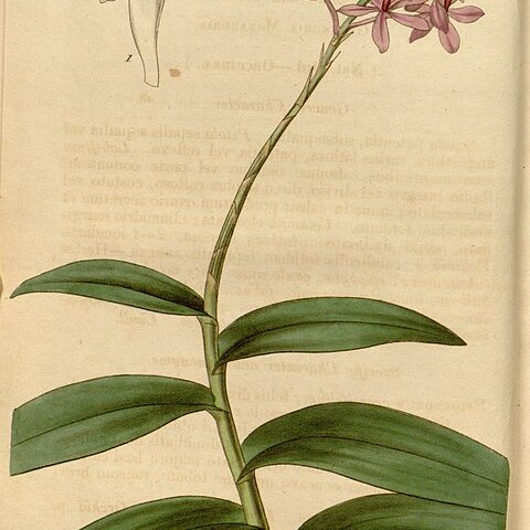 Epidendrum ellipticum unspecified picture