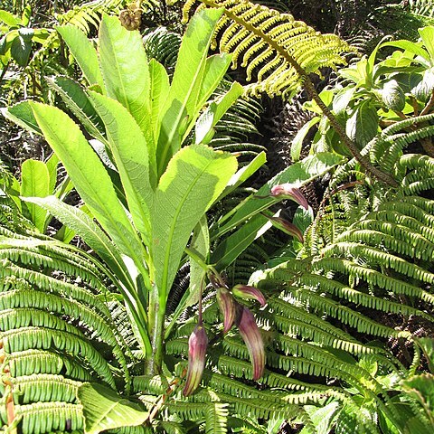 Clermontia grandiflora unspecified picture