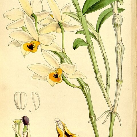 Dendrobium aphrodite unspecified picture