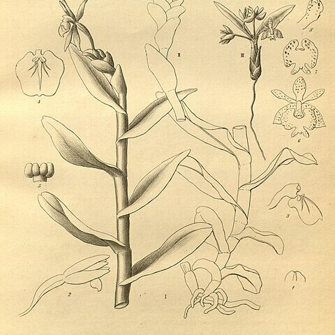 Epidendrum microcharis unspecified picture