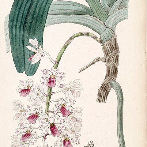 Rhynchostylis gigantea subsp. violacea unspecified picture