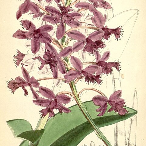 Epidendrum jamiesonis unspecified picture