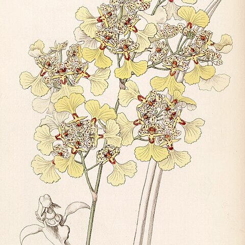 Trichocentrum lacerum unspecified picture