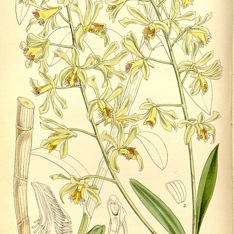 Dendrobium venustum unspecified picture