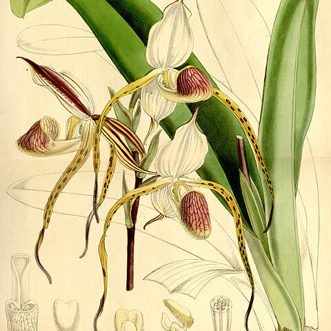 Paphiopedilum stonei unspecified picture