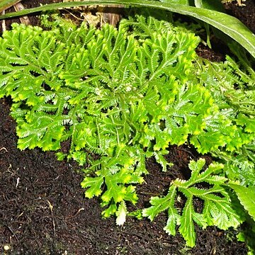 Selaginella pallescens unspecified picture