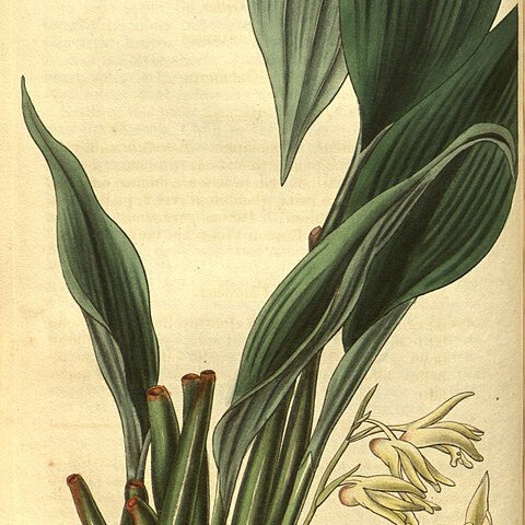 Xylobium pallidiflorum unspecified picture