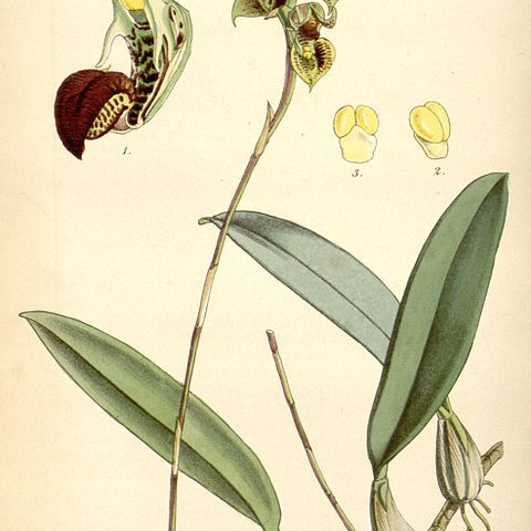 Bulbophyllum malachadenia unspecified picture