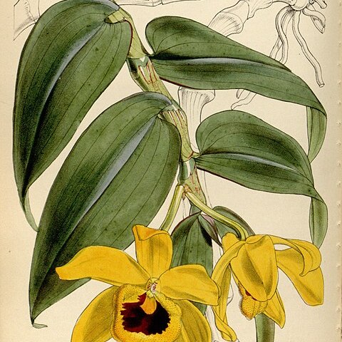 Dendrobium ochreatum unspecified picture